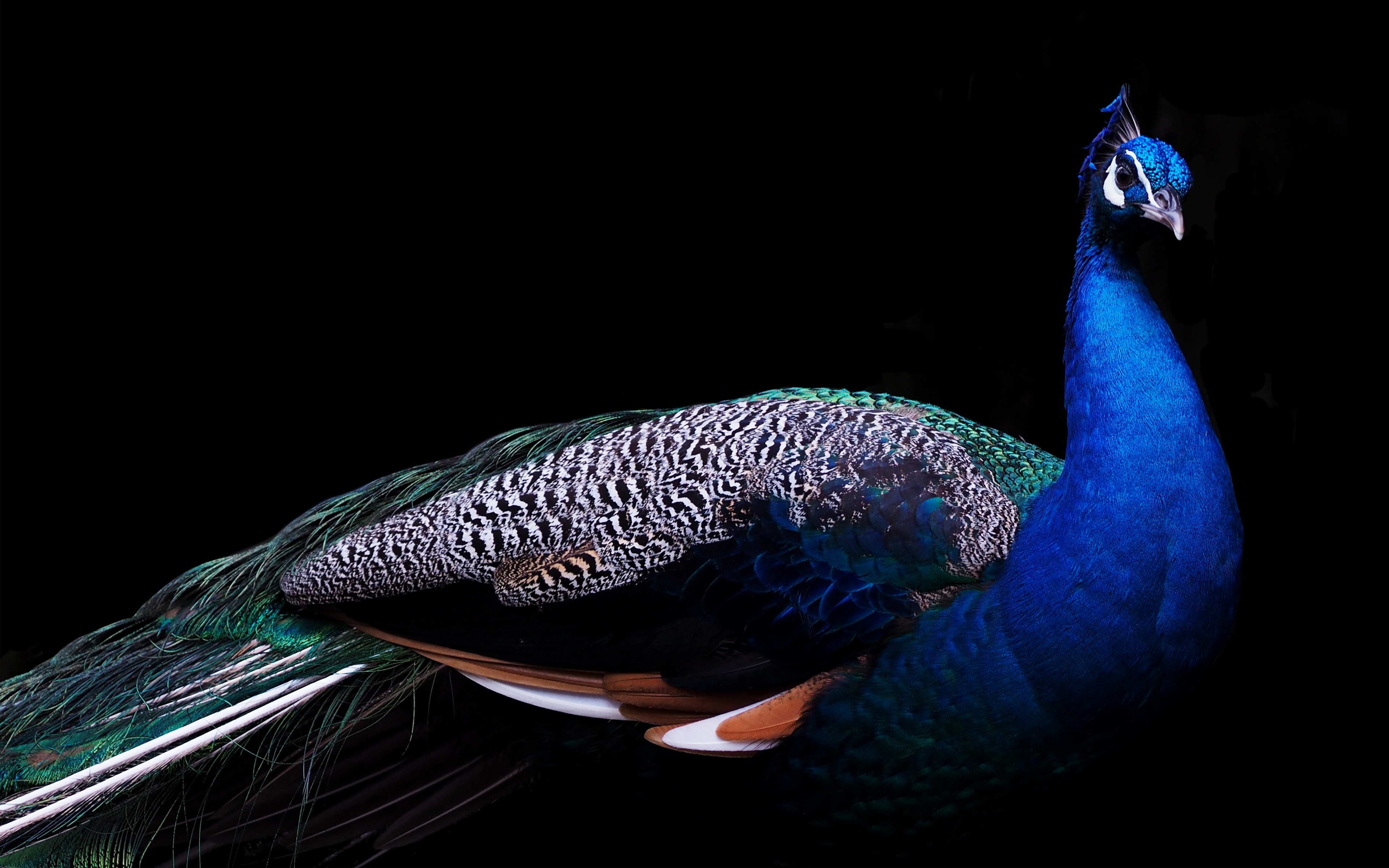 Beautiful Peacock 4K561528695